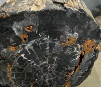 Petrified Black Wood: A 2025 Buyer's Guide